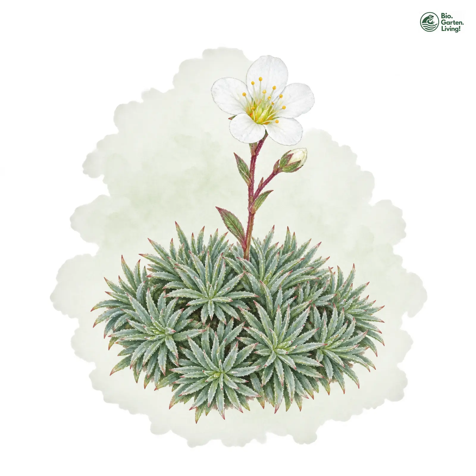 Aquarellzeichnung: Burser-Steinbrech (Saxifraga burseriana)