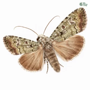 Aquarell: Flugsand-Kräuterflur-Erdeule