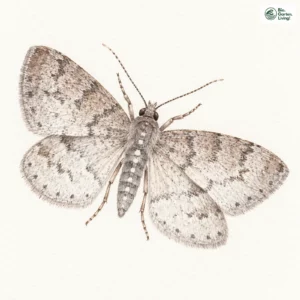 Aquarell: Schlehenheckenspanner