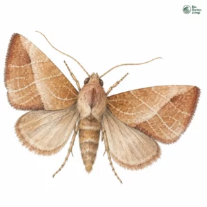 Aquarell: Birnbaumeule