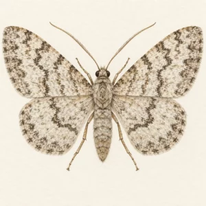 Aquarell: Urbans Weißer Weidenspanner