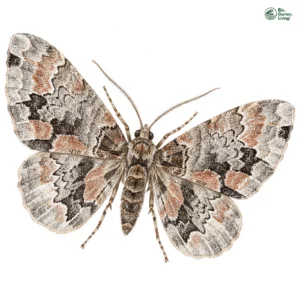Aquarell: Dunkelroter Bergwald-Blattspanner