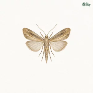 Aquarell: Strandhafer-Stengeleule