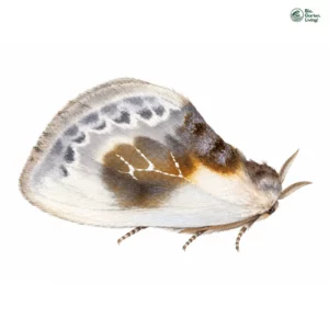 Aquarell: Weißer Glanzspinner