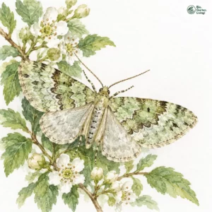Aquarell: Baldrian-Blattspanner