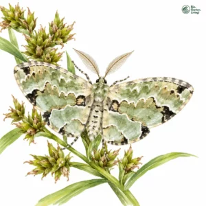 Aquarell: Braungrüner Waldwiesen-Blattspanner