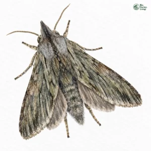Aquarell: Kamillen-Mönch