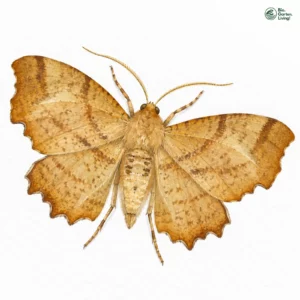 Aquarell: Linden-Zackenrandspanner
