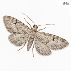 Aquarell: Bibernellen-Blütenspanner