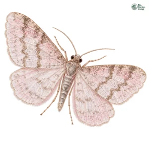 Aquarell: Grauer Erlenspanner