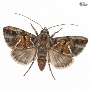 Aquarell: Feldstaudenrasen-Silbereule