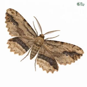 Aquarell: Lederbrauner Fliederspanner