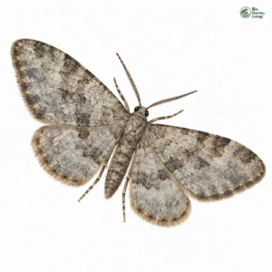 Aquarell: Farbloser Alpen-Blattspanner