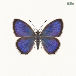 Aquarell: Blauer Eichen-Zipfelfalter