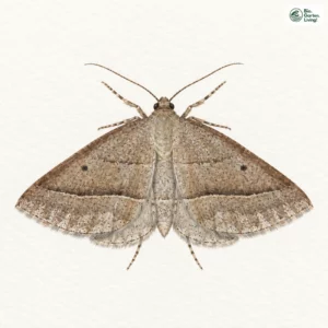Aquarell: Moorwald-Adlerfarnspanner