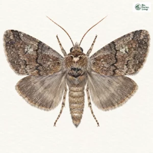 Aquarell: Braunband-Wollrückenspinner