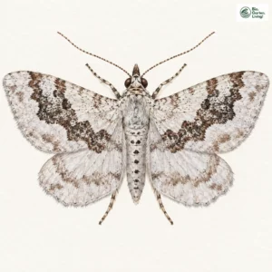 Aquarell: Bergwald-Blattspanner