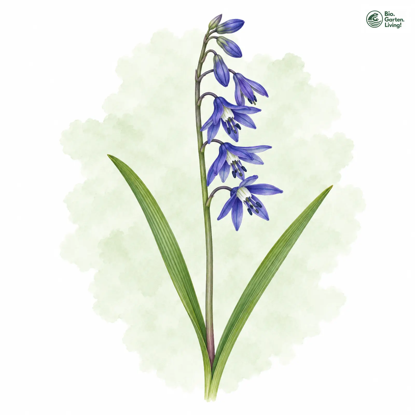 Aquarellzeichnung: Wiener Blaustern (Scilla vindobonensis)