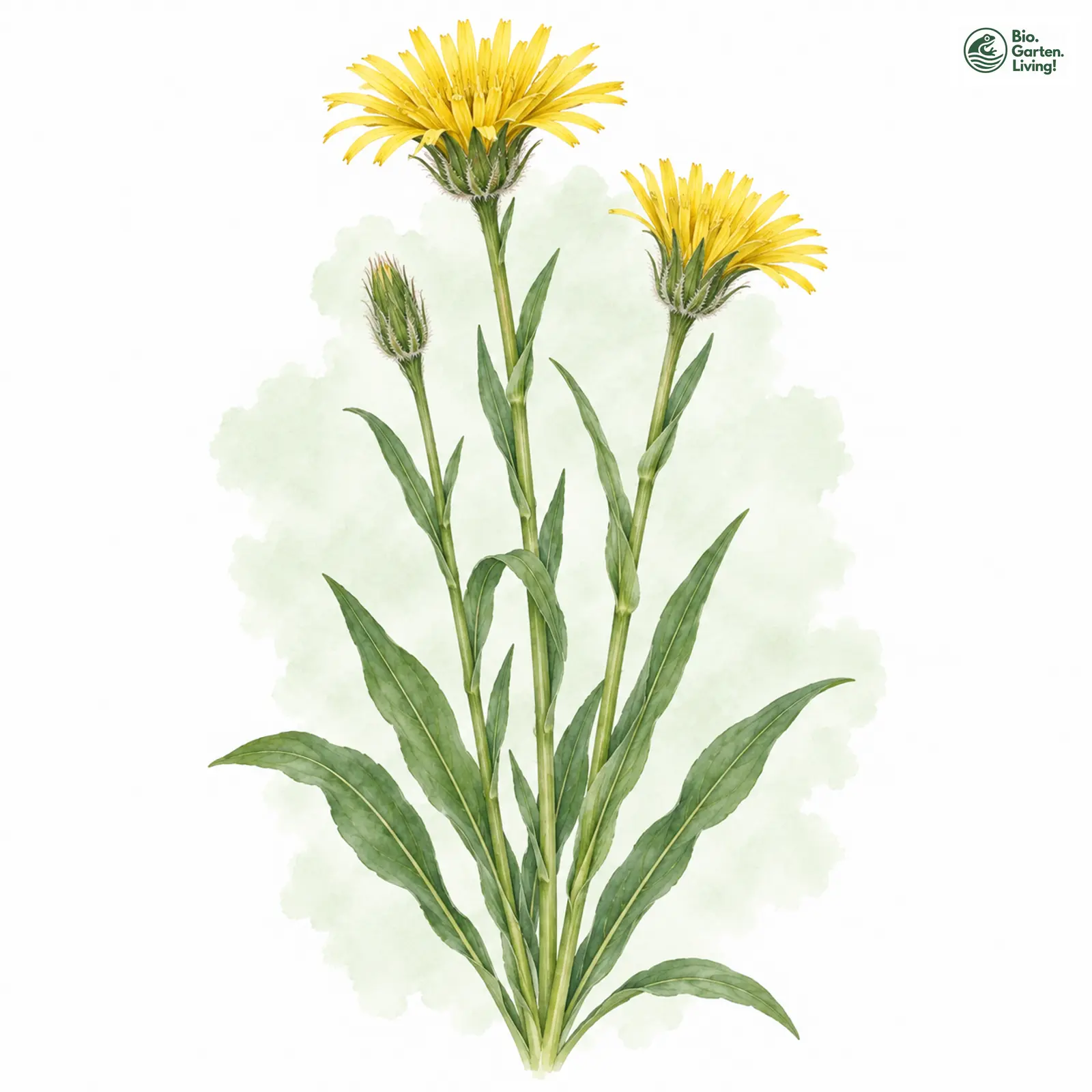 Aquarellzeichnung: Garten-Schwarzwurzel (Scorzonera hispanica)