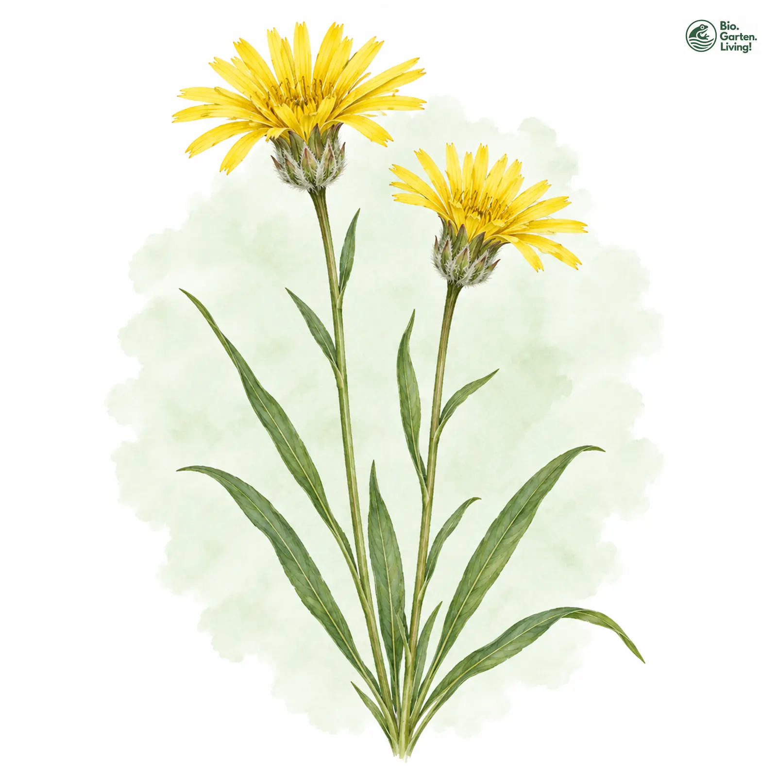 Aquarellzeichnung: Niedrige Schwarzwurzel (Scorzonera humilis)