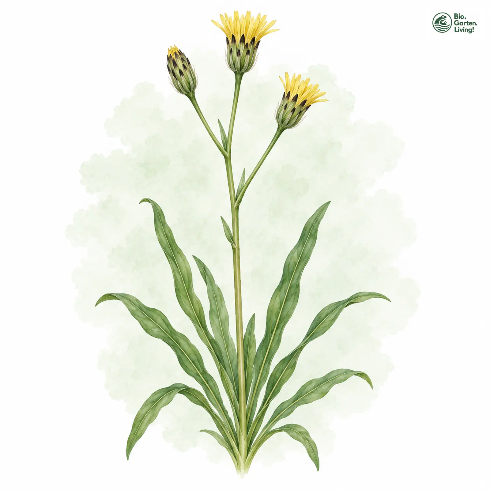 Aquarellzeichnung: Kleinköpfige Schwarzwurzel (Scorzonera parviflora)