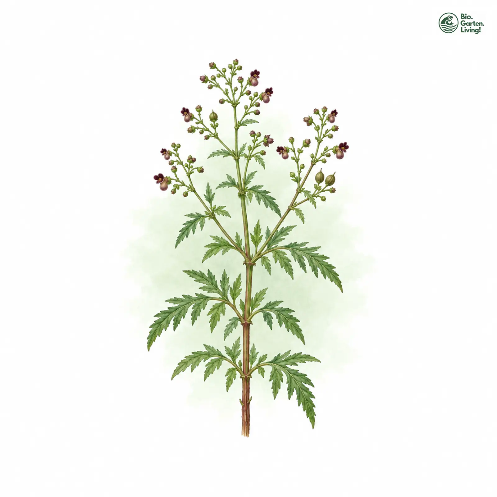 Aquarellzeichnung: Hunds-Braunwurz (Scrophularia canina)