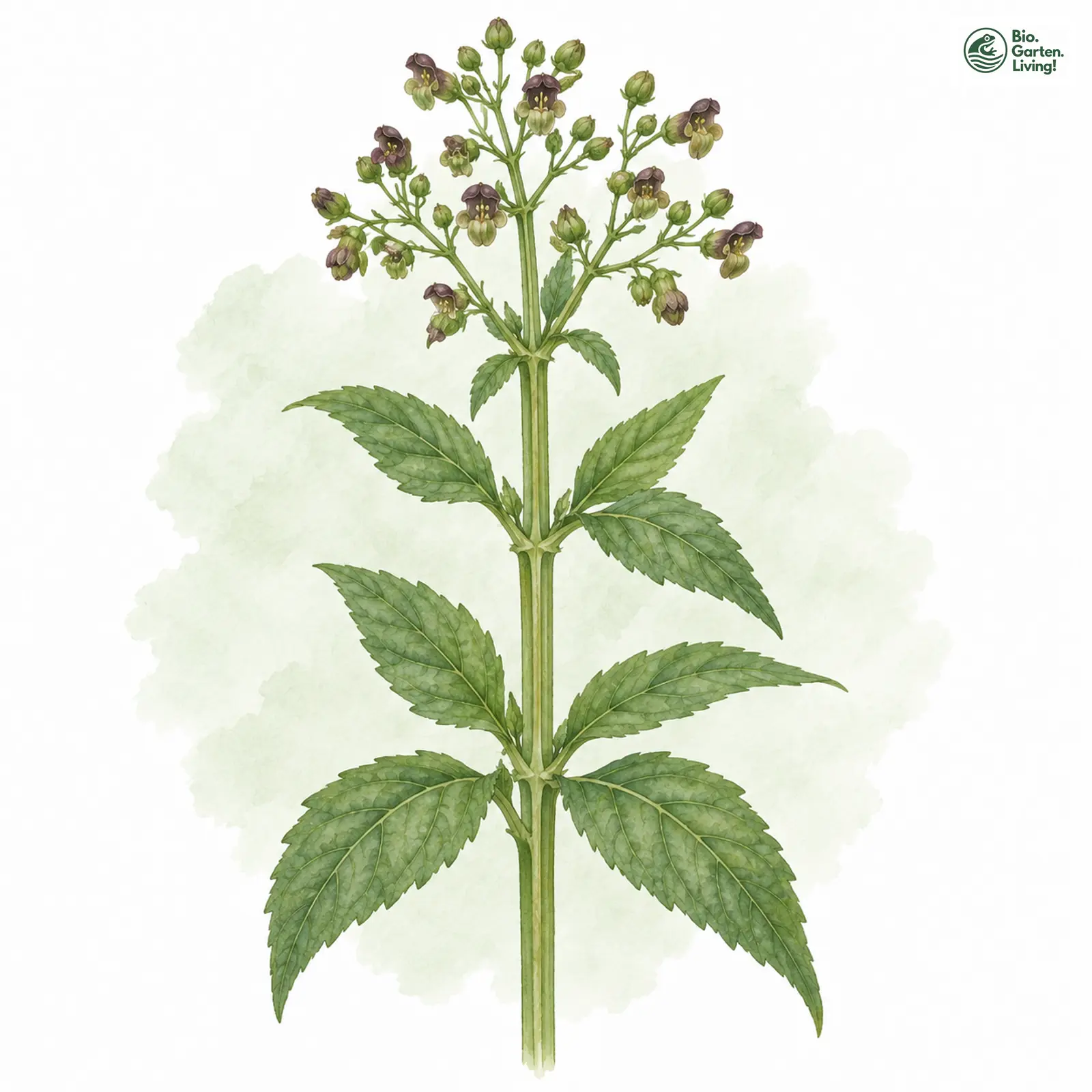 Aquarellzeichnung: Flügel-Braunwurz (Scrophularia umbrosa)