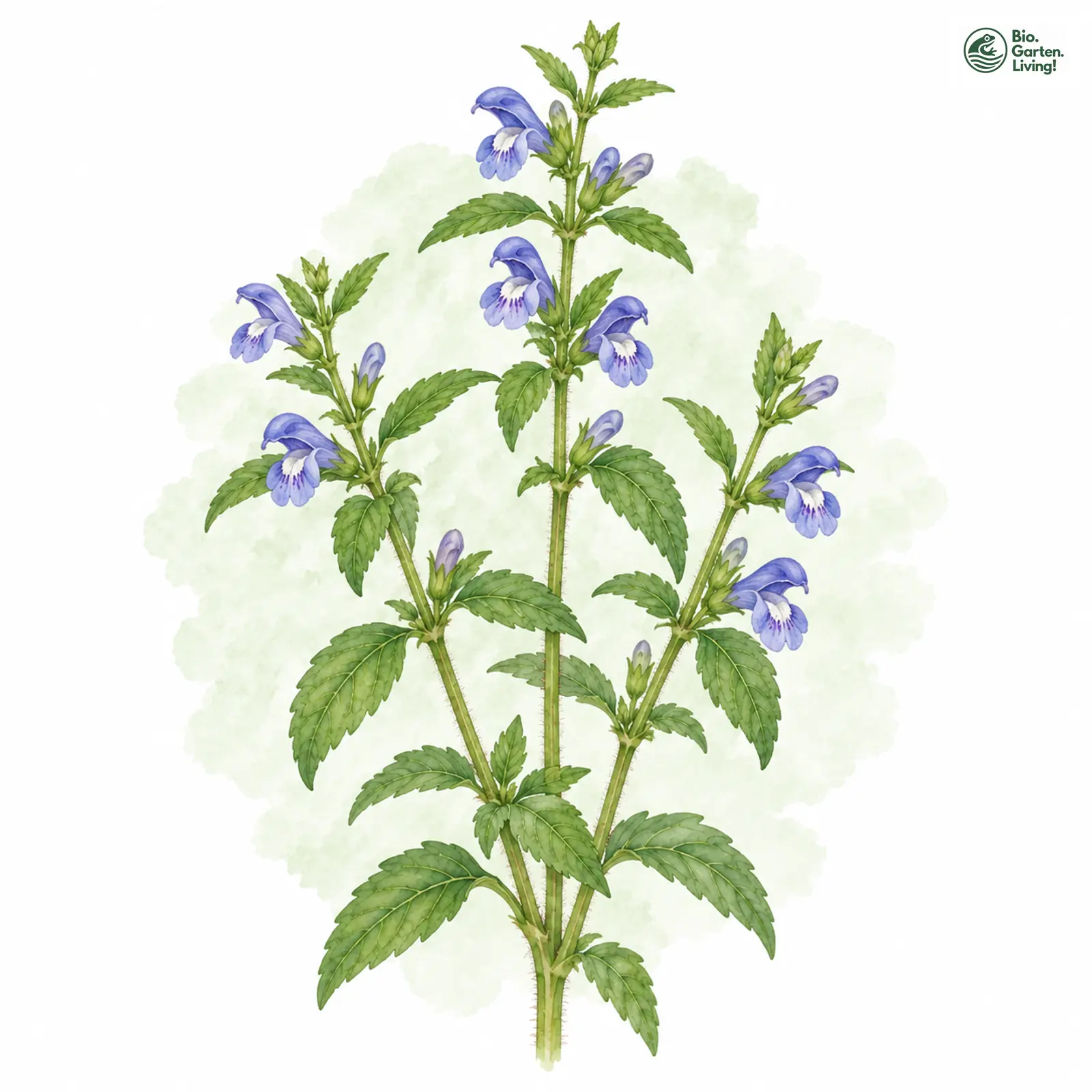Aquarellzeichnung: Gewöhnliches Helmkraut (Scutellaria galericulata)
