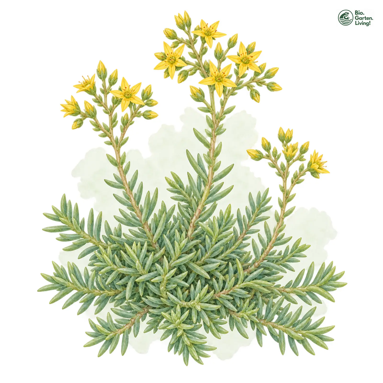 Aquarellzeichnung: Felsen-Fetthenne (Sedum rupestre)