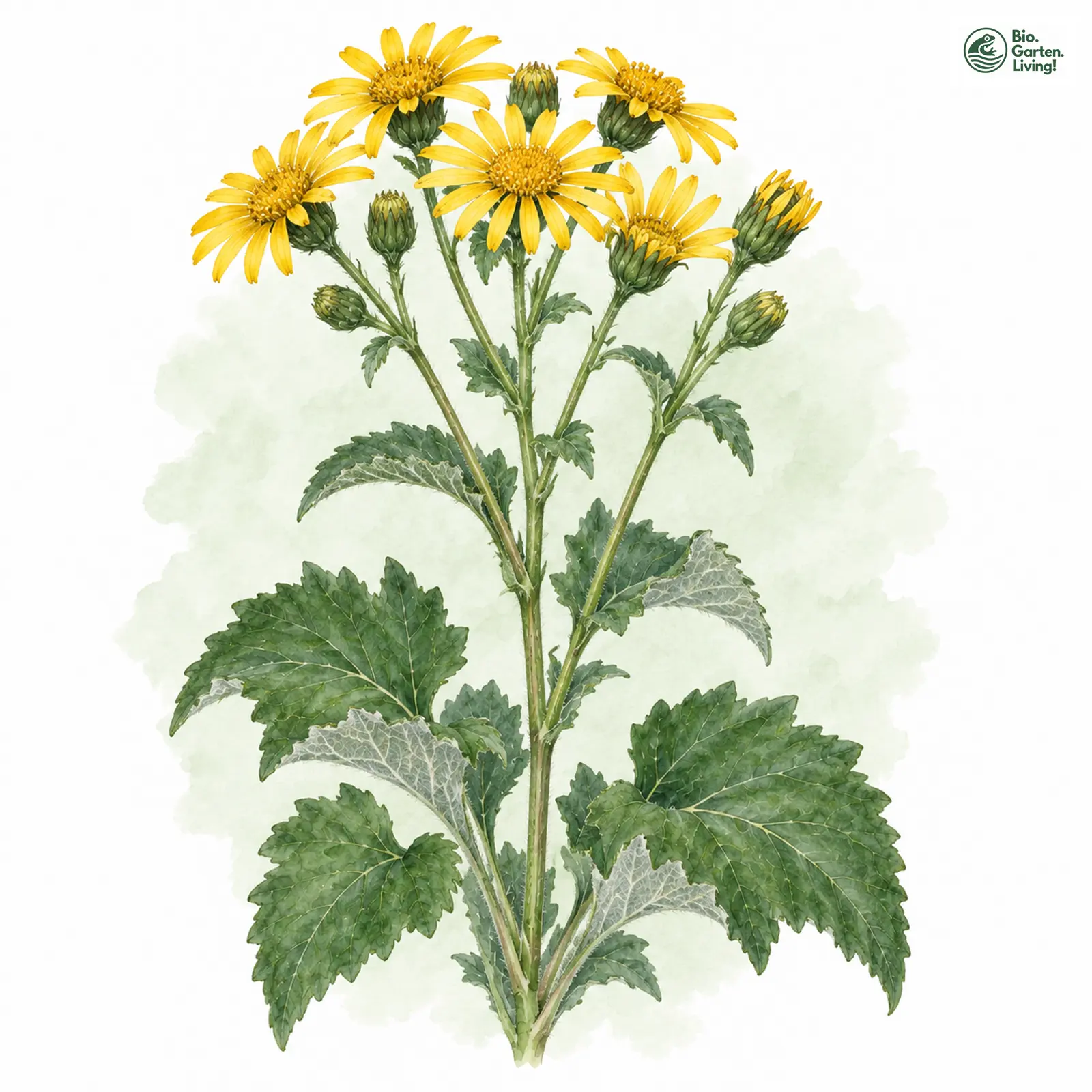 Aquarellzeichnung: Alpen-Greiskraut (Senecio alpinus)