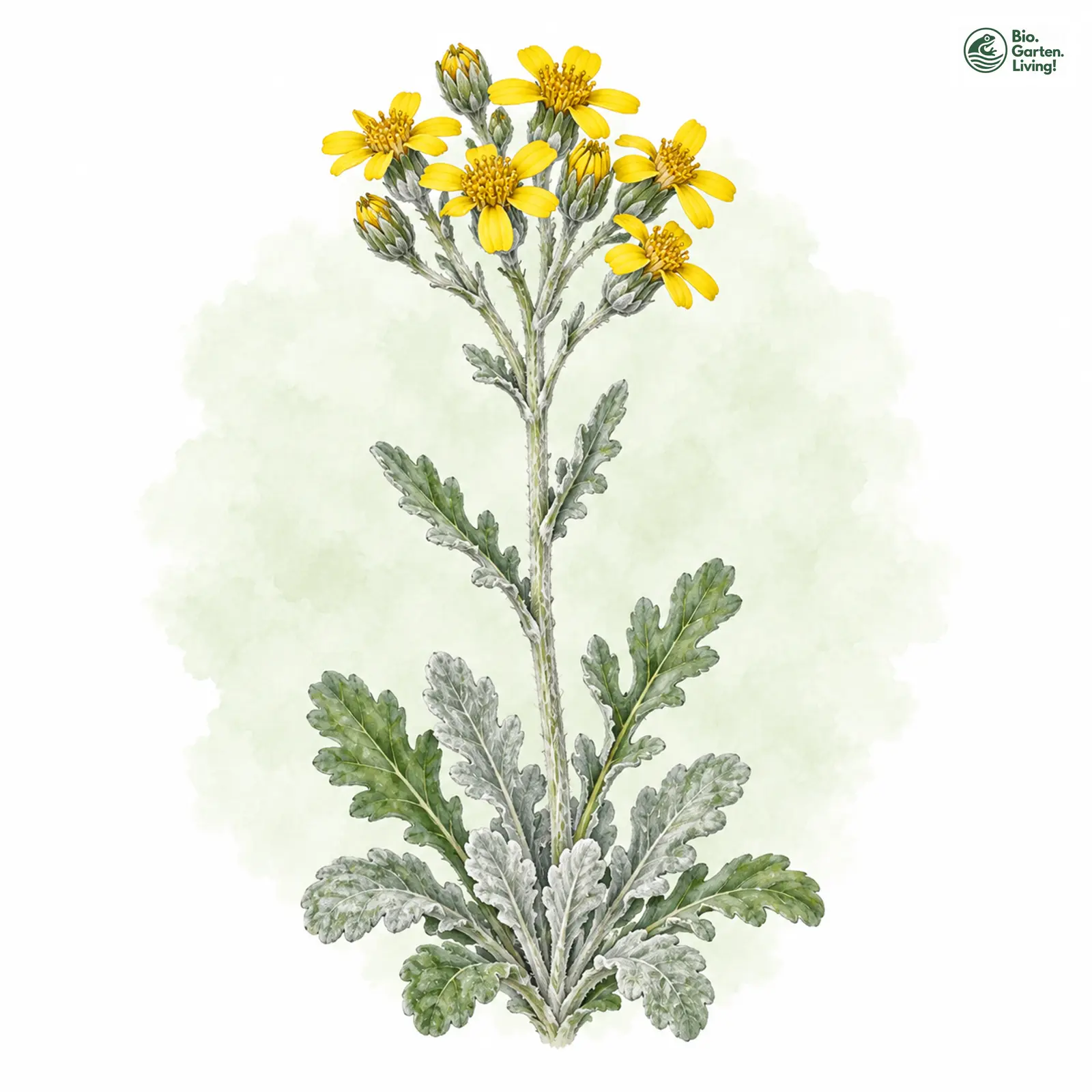 Aquarellzeichnung: Krainer Greiskraut (Senecio carniolicus)