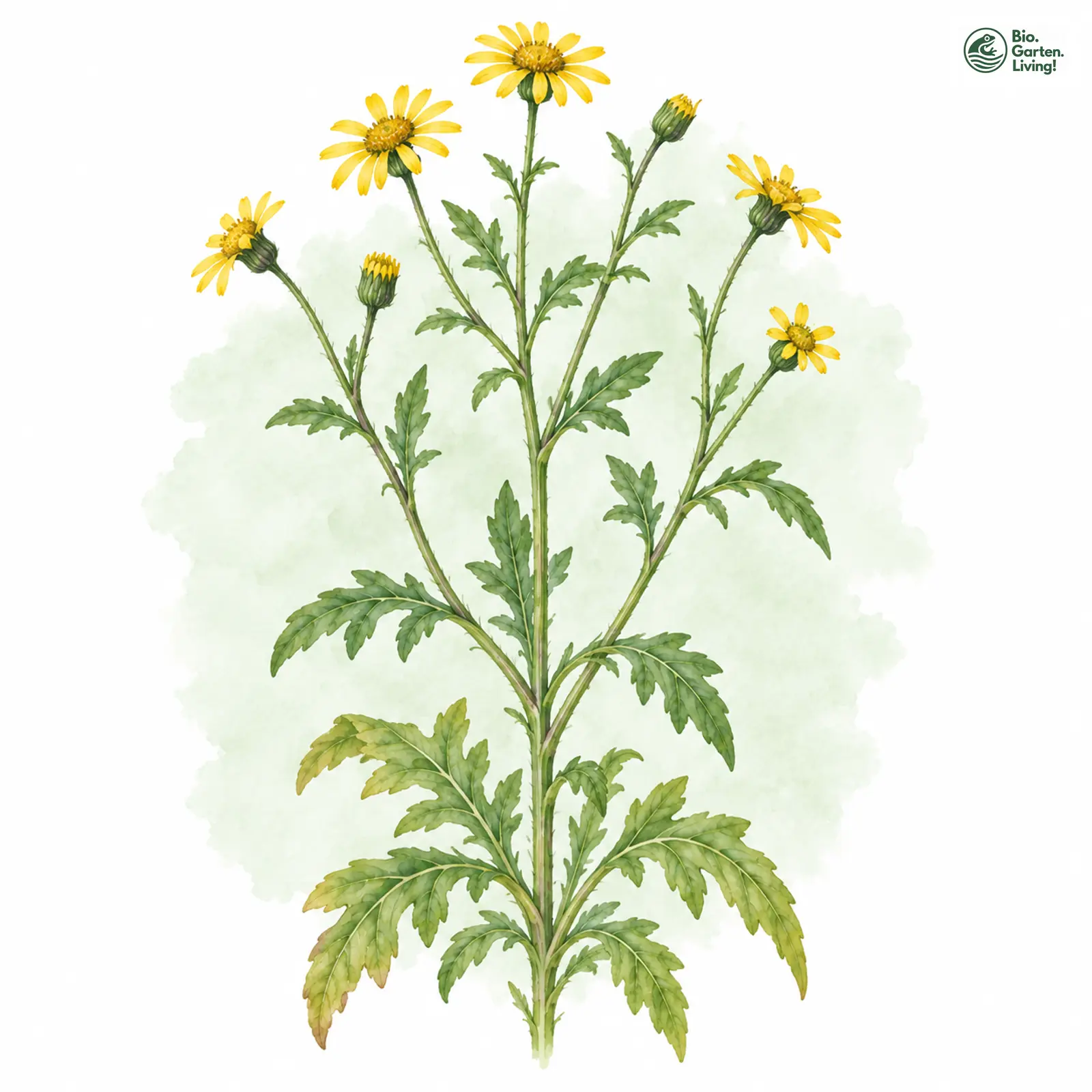 Aquarellzeichnung: Spreizblättriges Greiskraut (Senecio erraticus)