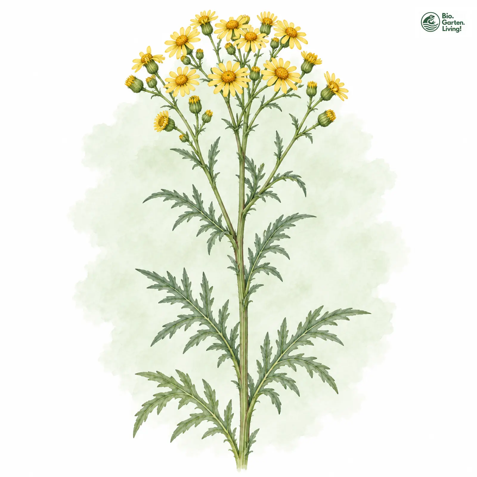 Aquarellzeichnung: Raukenblättriges Greiskraut (Senecio erucifolius)