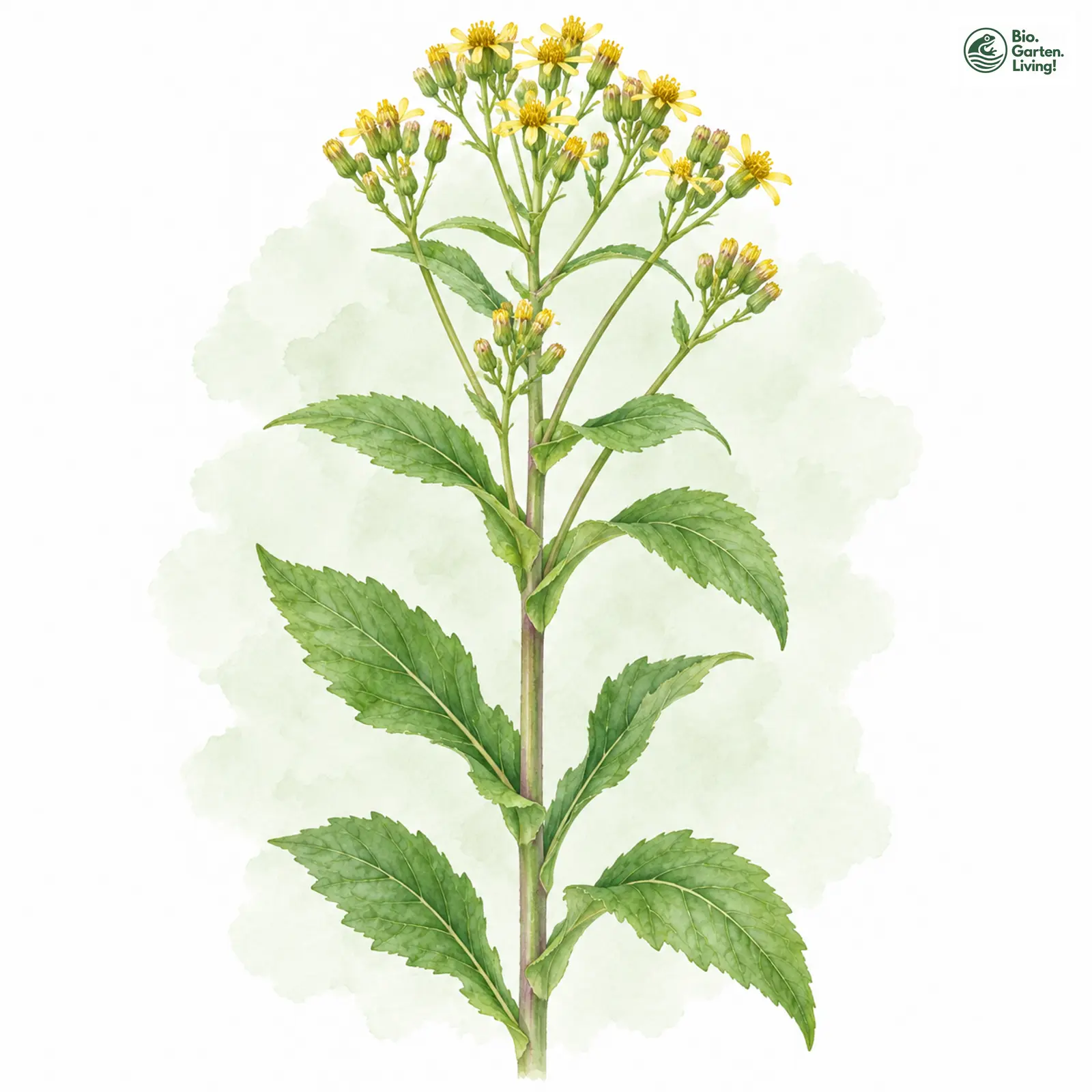 Aquarellzeichnung: Deutsches Greiskraut (Senecio germanicus)