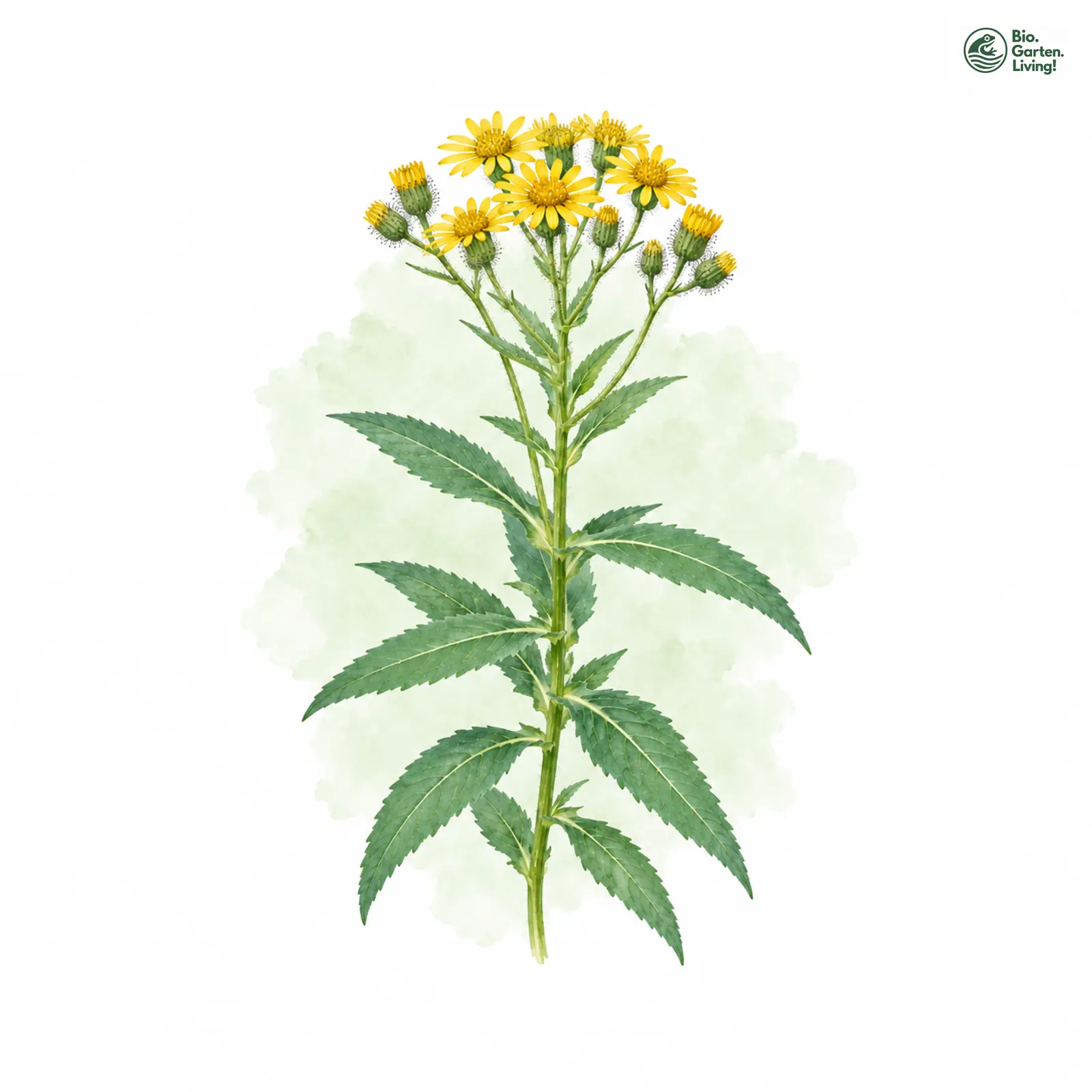 Aquarellzeichnung: Harzer Greiskraut (Senecio hercynicus)