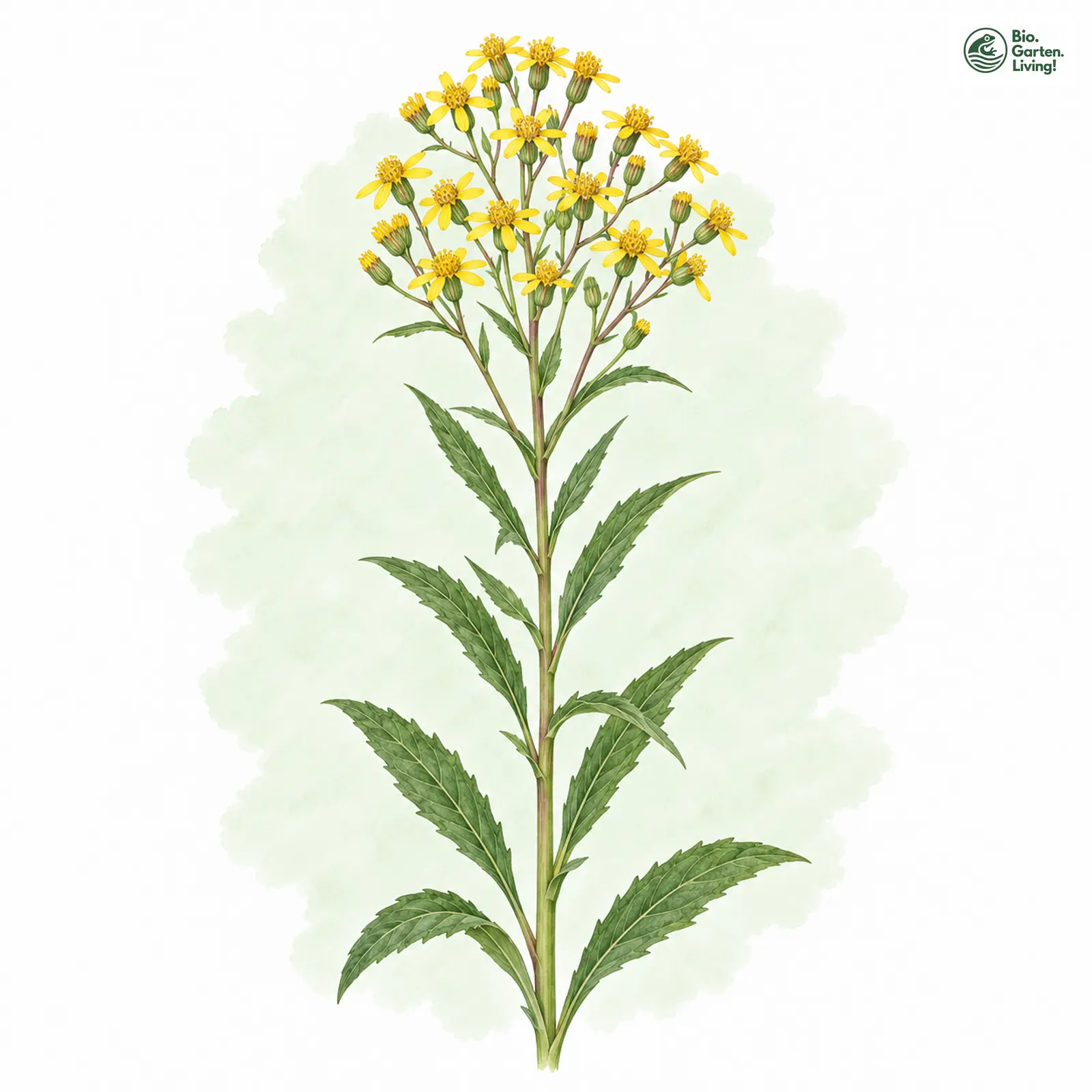 Aquarellzeichnung: Fuchssches Greiskraut (Senecio ovatus)