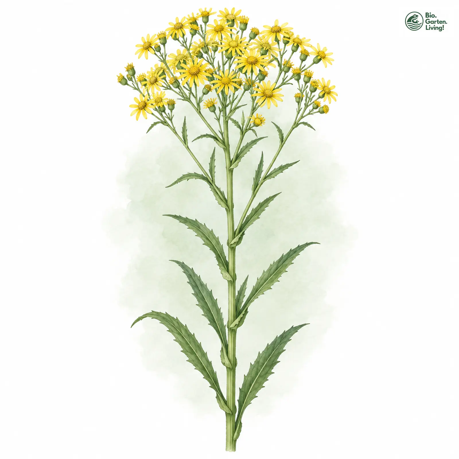 Aquarellzeichnung: Sumpf-Greiskraut (Senecio paludosus)