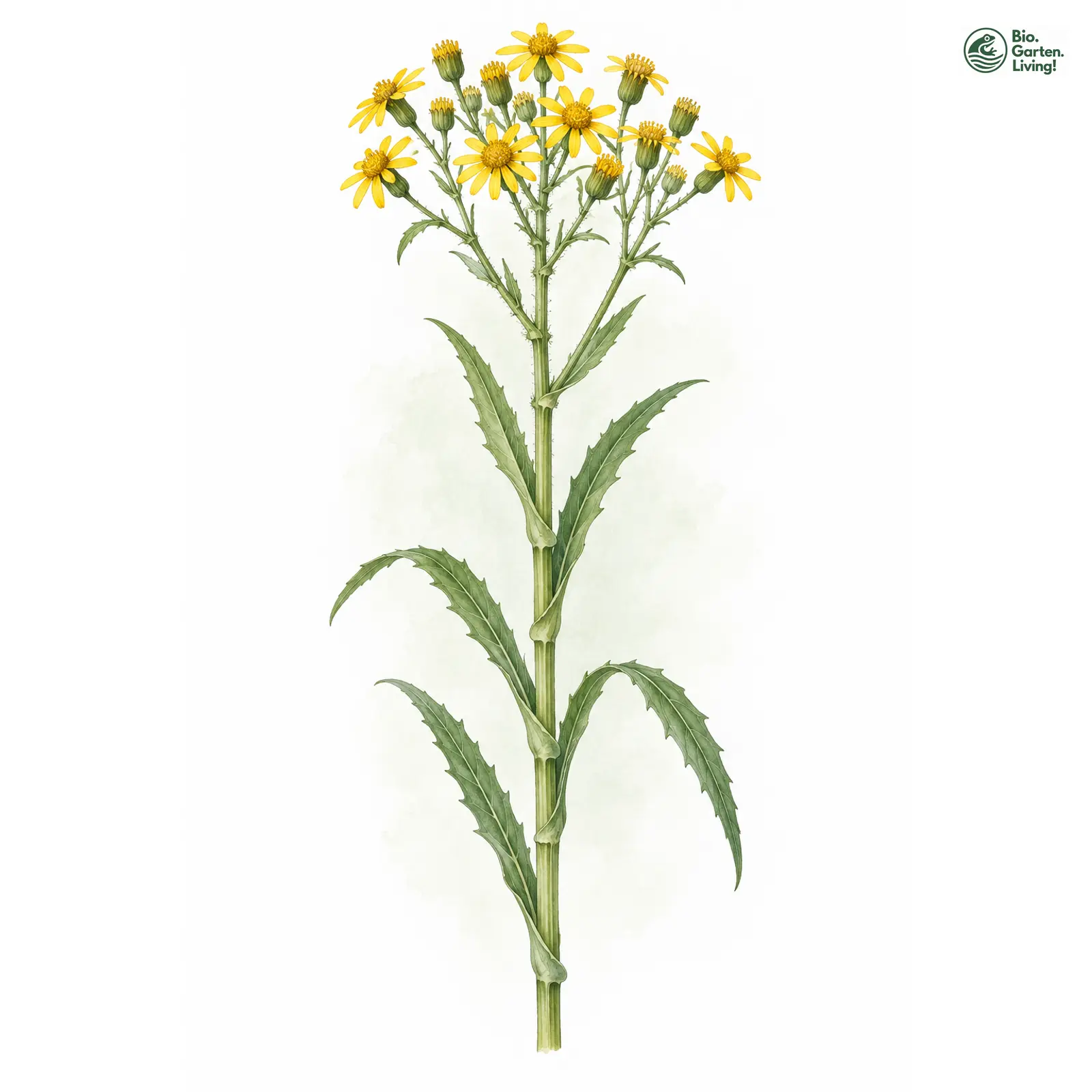 Aquarellzeichnung: Fluss-Greiskraut (Senecio sarracenicus)