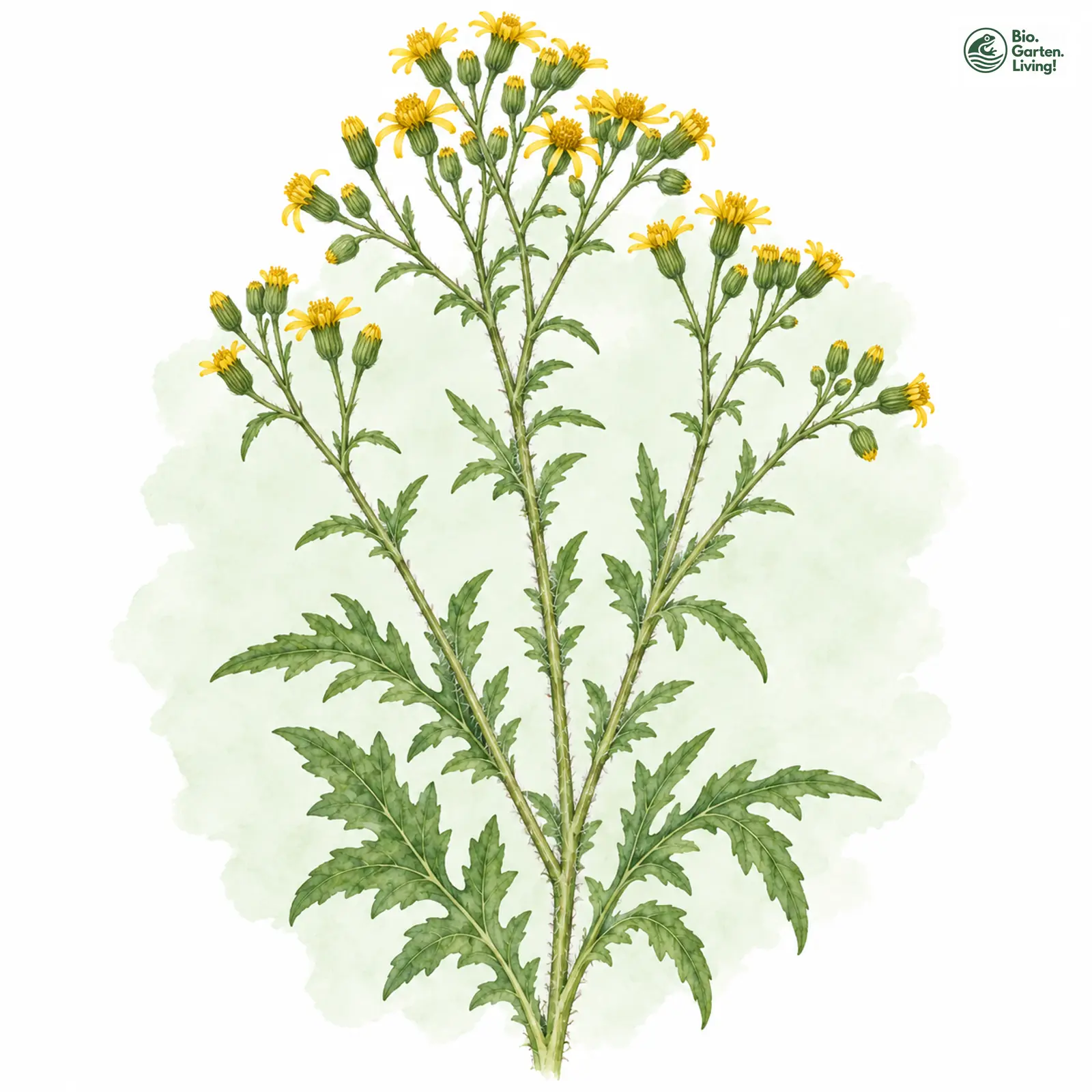 Aquarellzeichnung: Wald-Greiskraut (Senecio sylvaticus)