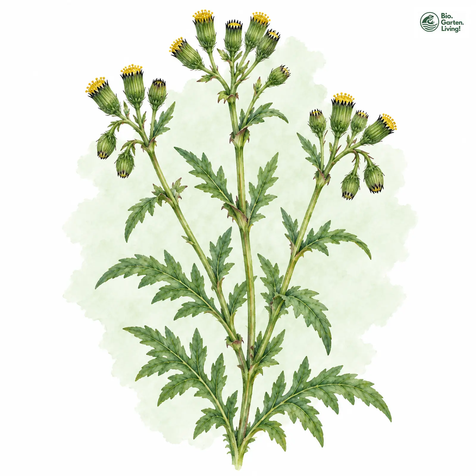 Aquarellzeichnung: Gewöhnliches Greiskraut (Senecio vulgaris)