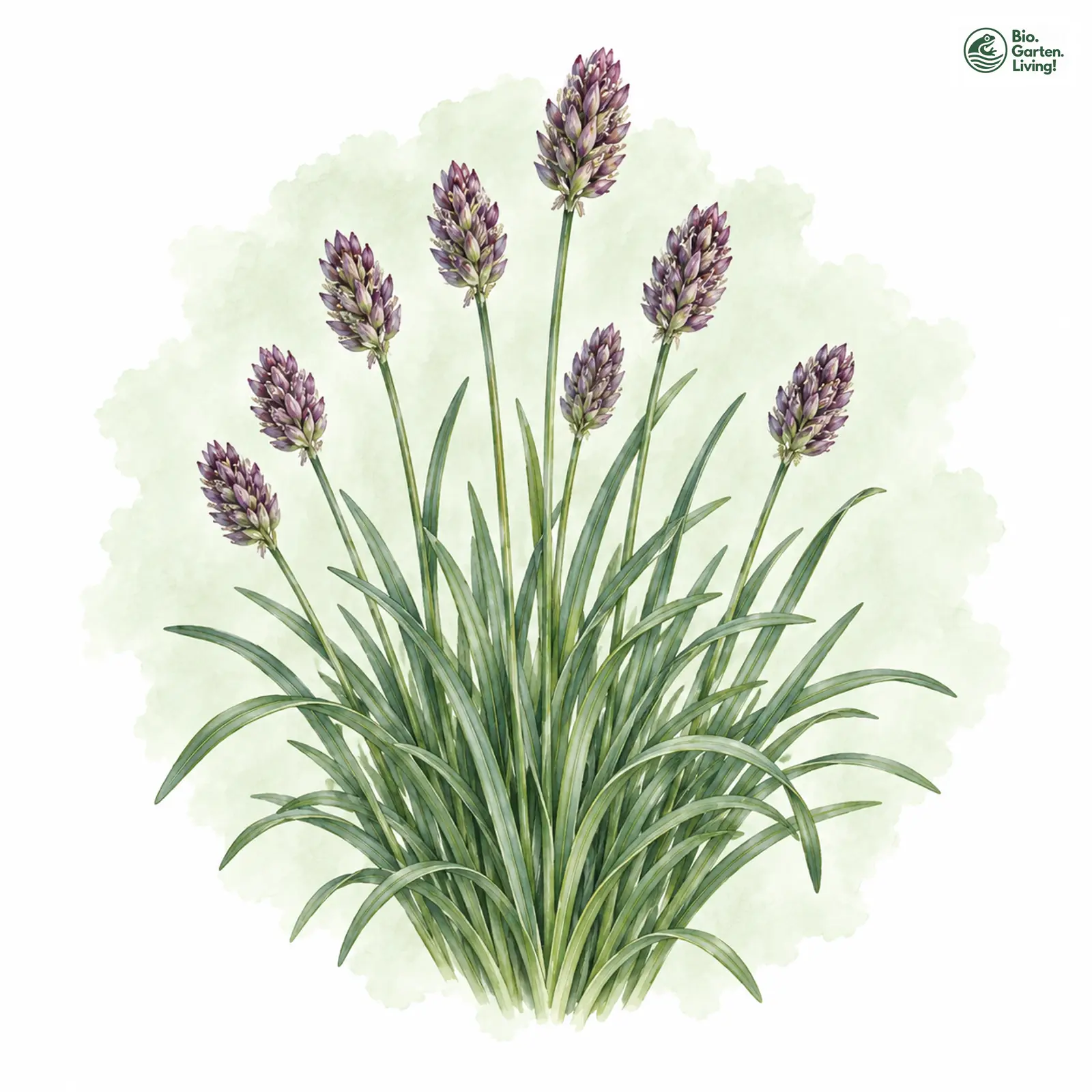 Aquarellzeichnung: Kalk-Blaugras (Sesleria caerulea)