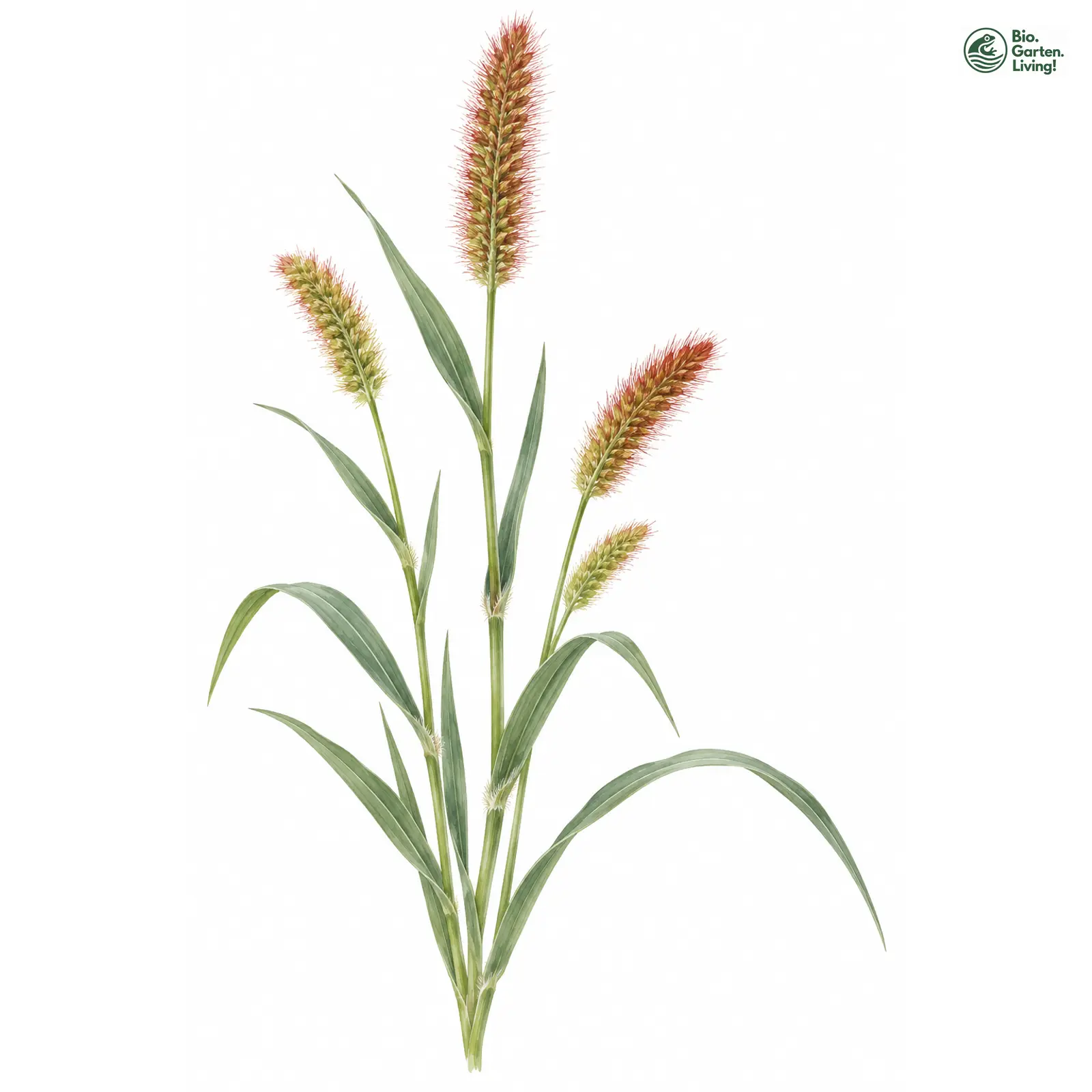 Aquarellzeichnung: Fuchsrote Borstenhirse (Setaria pumila)