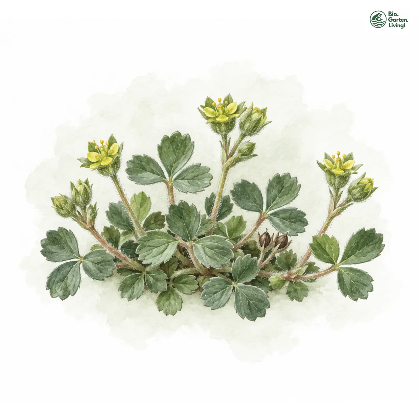 Aquarellzeichnung: Gelbling (Sibbaldia procumbens)