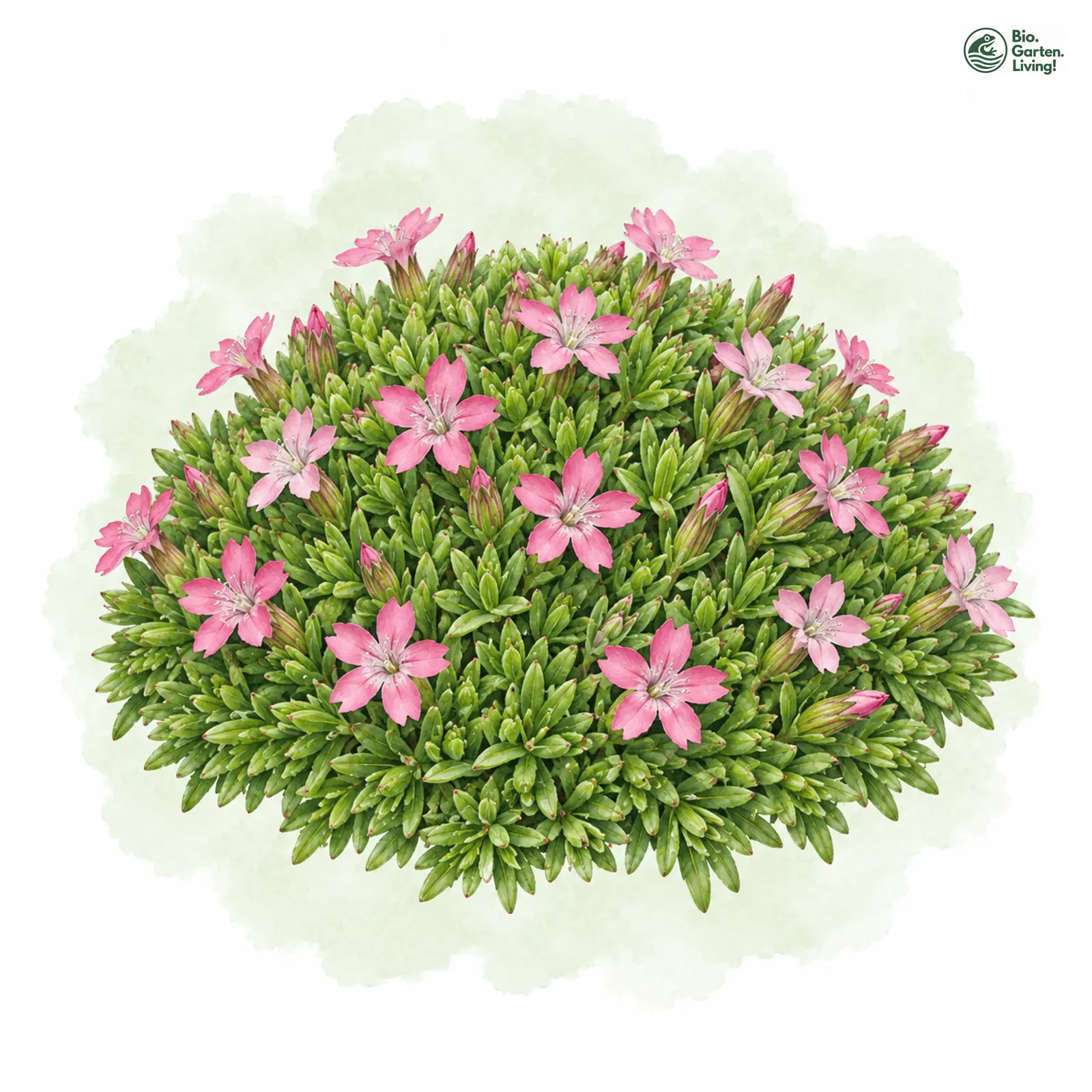 Aquarellzeichnung: Stengelloses Leimkraut (Silene acaulis (im engeren Sinne))