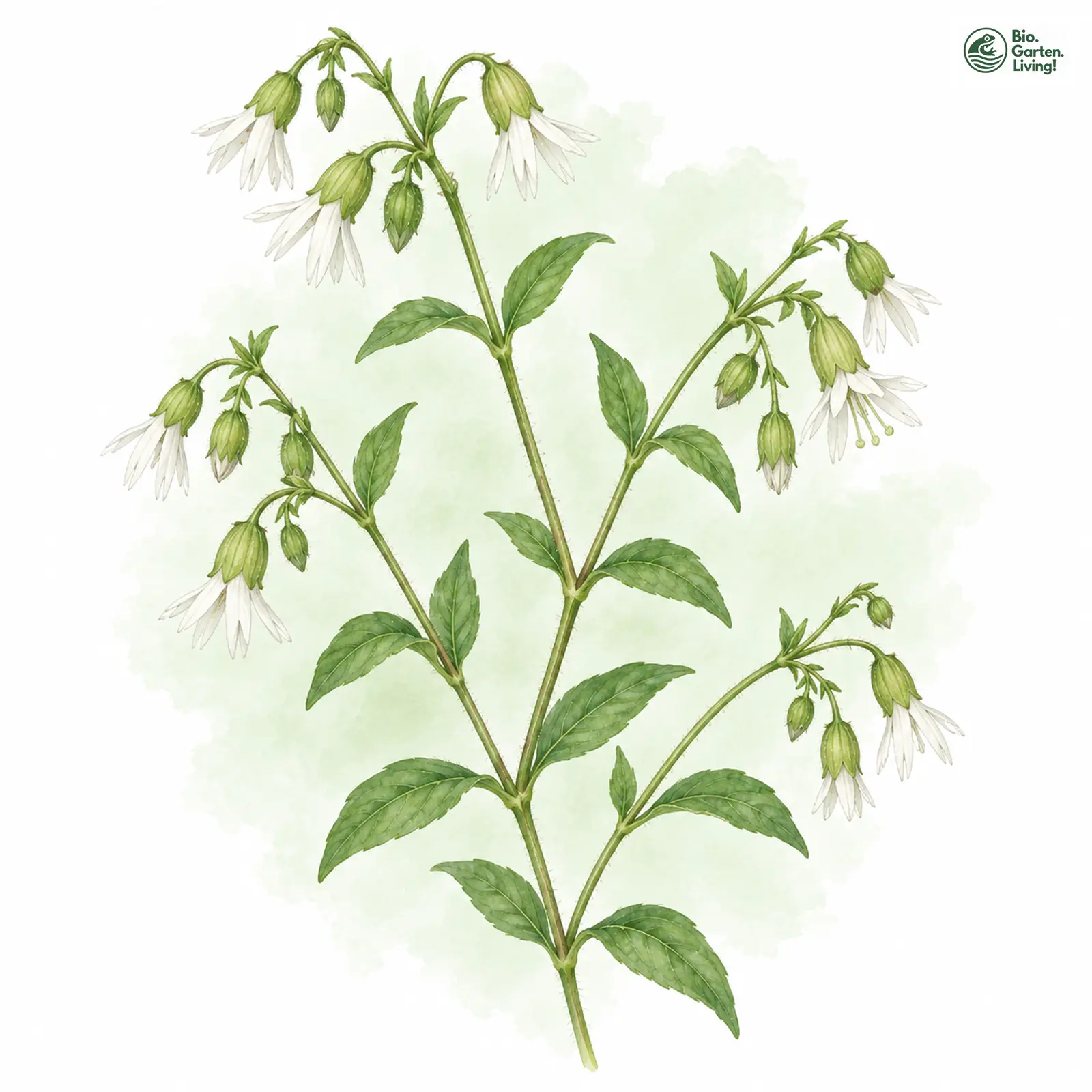Aquarellzeichnung: Hühnerbiss (Silene baccifera)