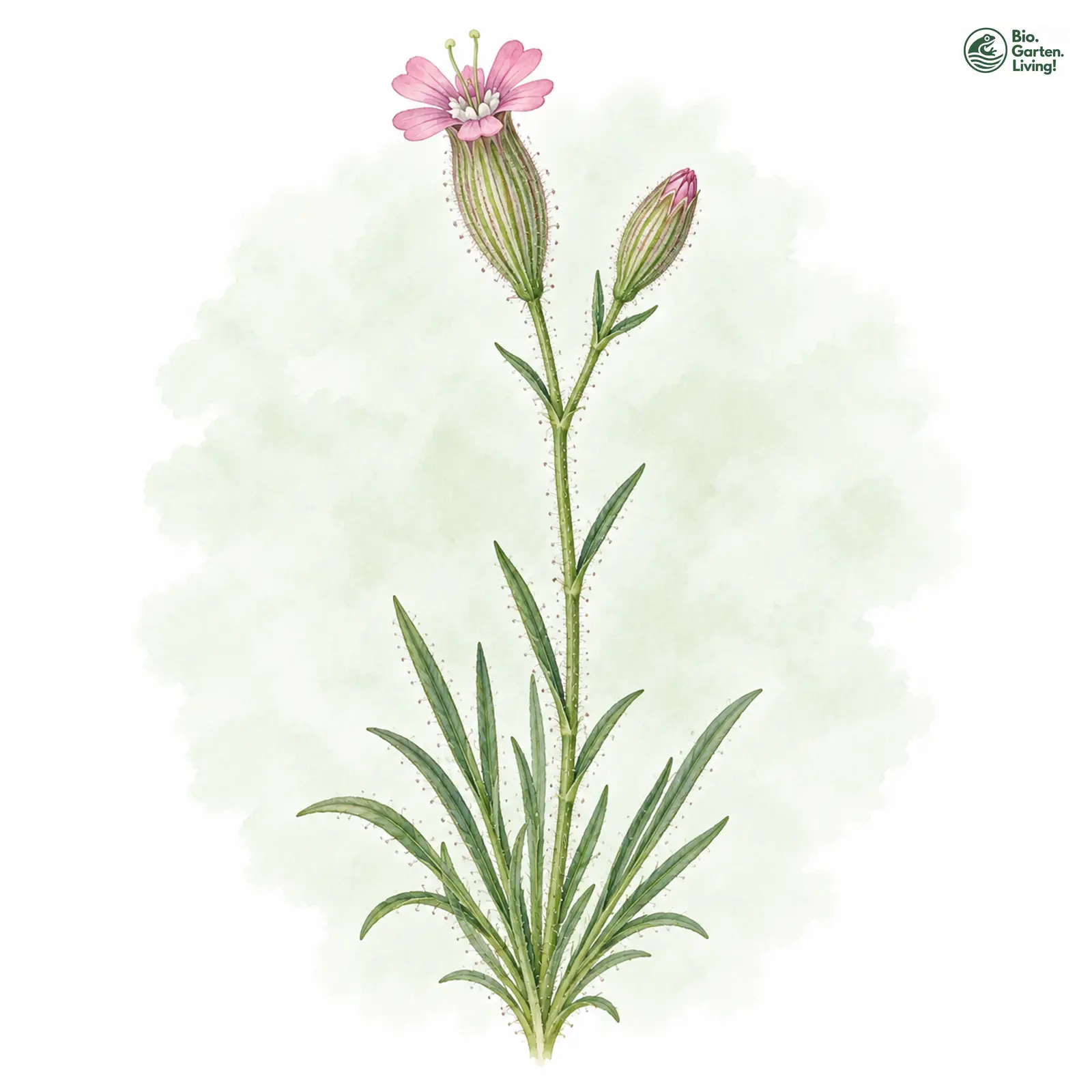 Aquarellzeichnung: Kegel-Leimkraut (Silene conica)