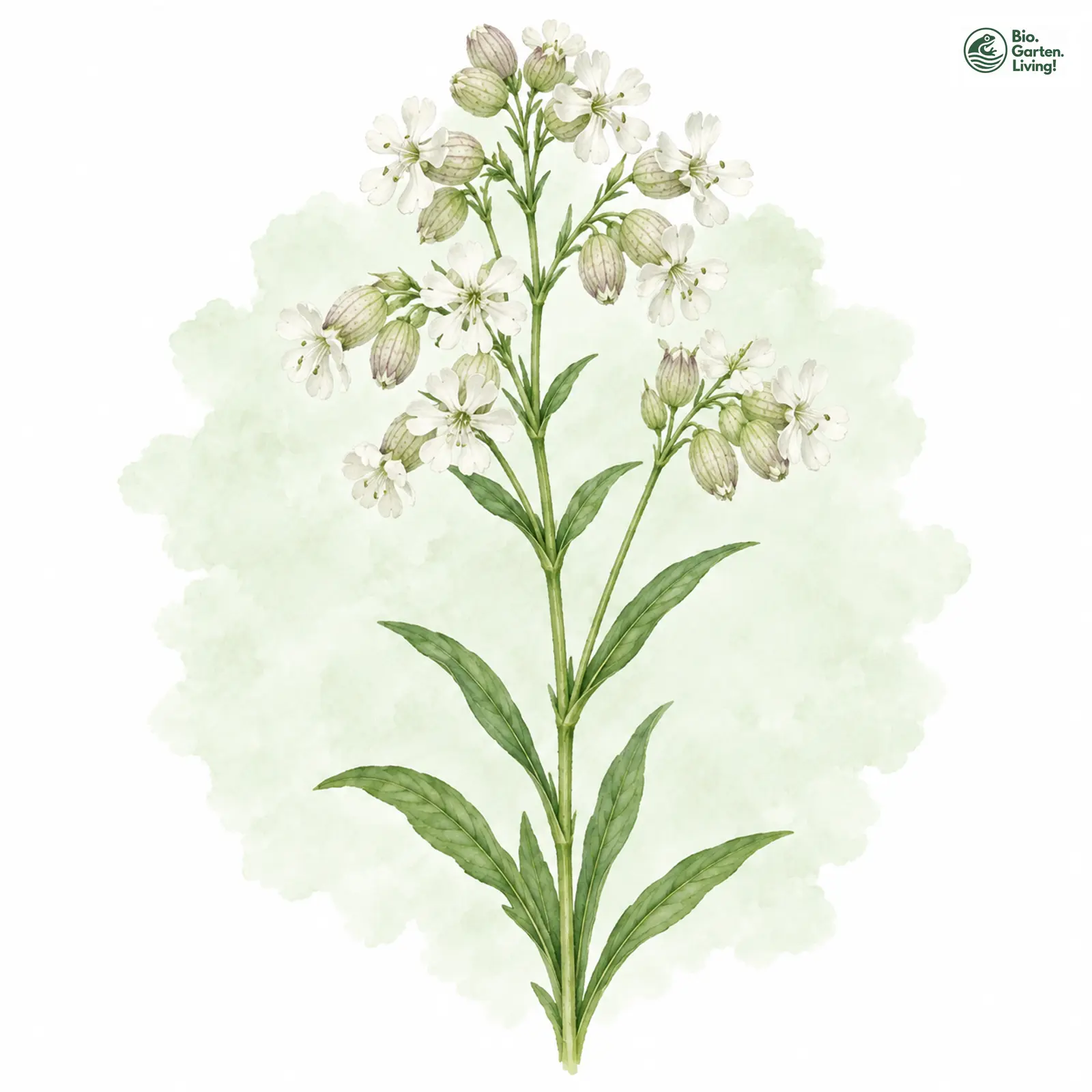 Aquarellzeichnung: Hain-Leimkraut (Silene nemoralis)
