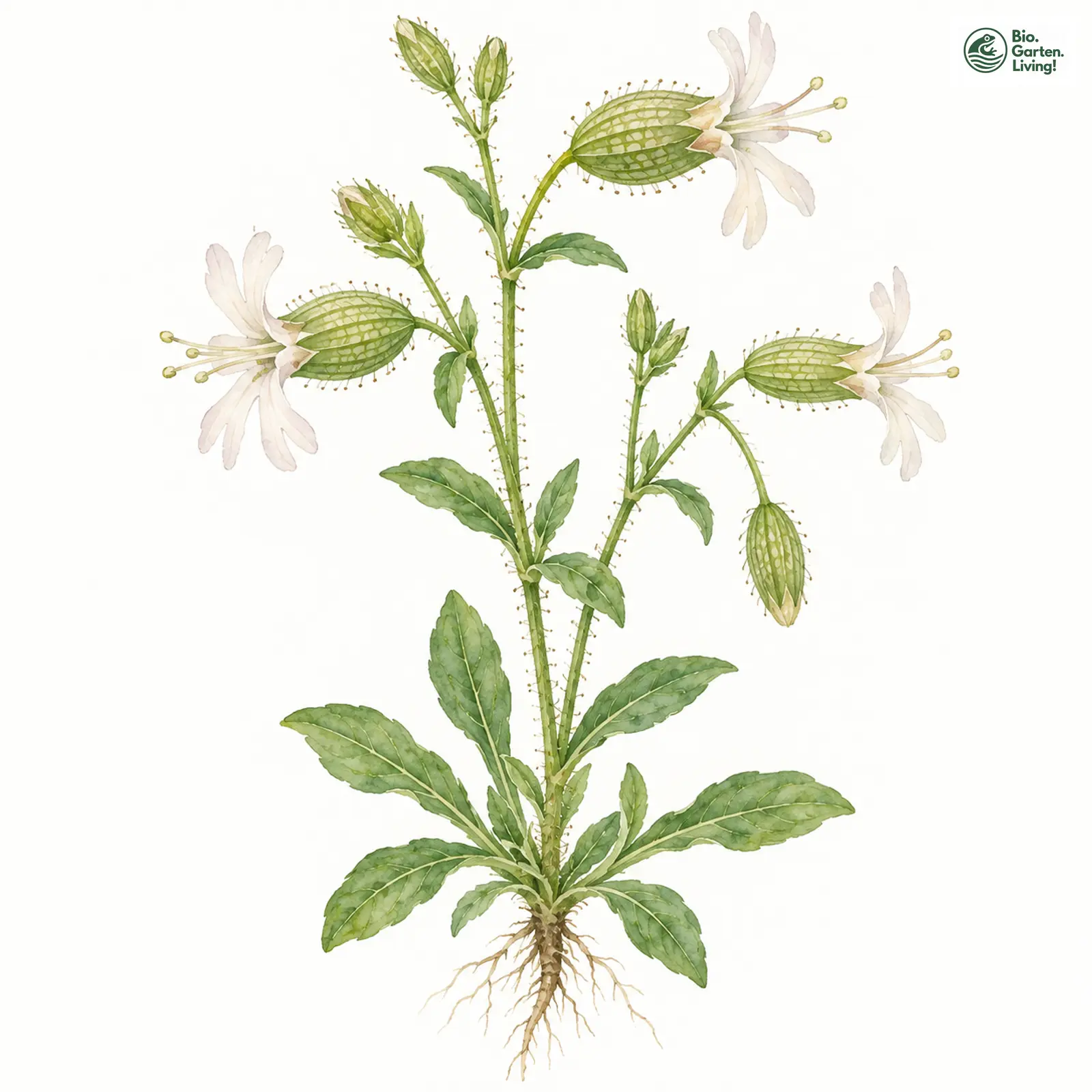 Aquarellzeichnung: Acker-Leimkraut (Silene noctiflora)
