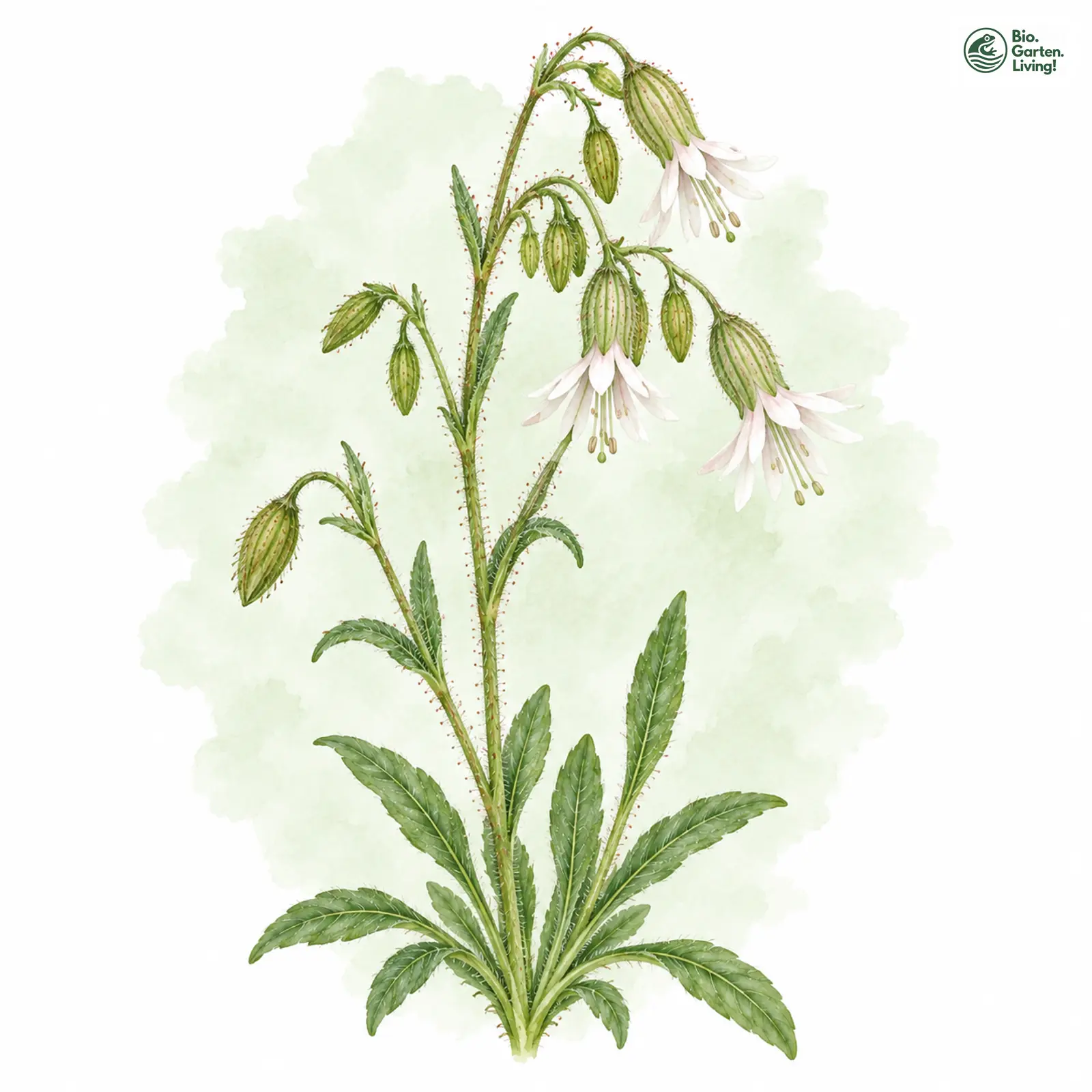 Aquarellzeichnung: Nickendes Leimkraut (Silene nutans)