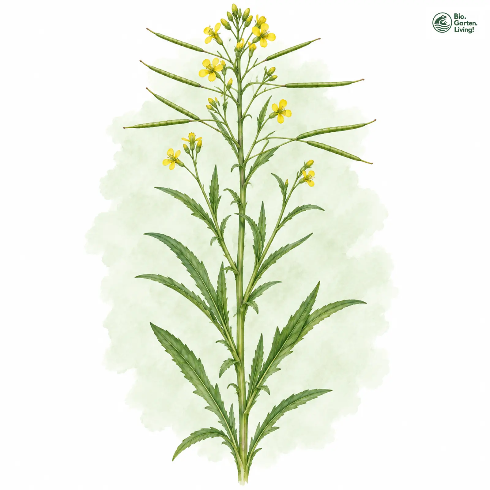 Aquarellzeichnung: Steife Rauke (Sisymbrium strictissimum)